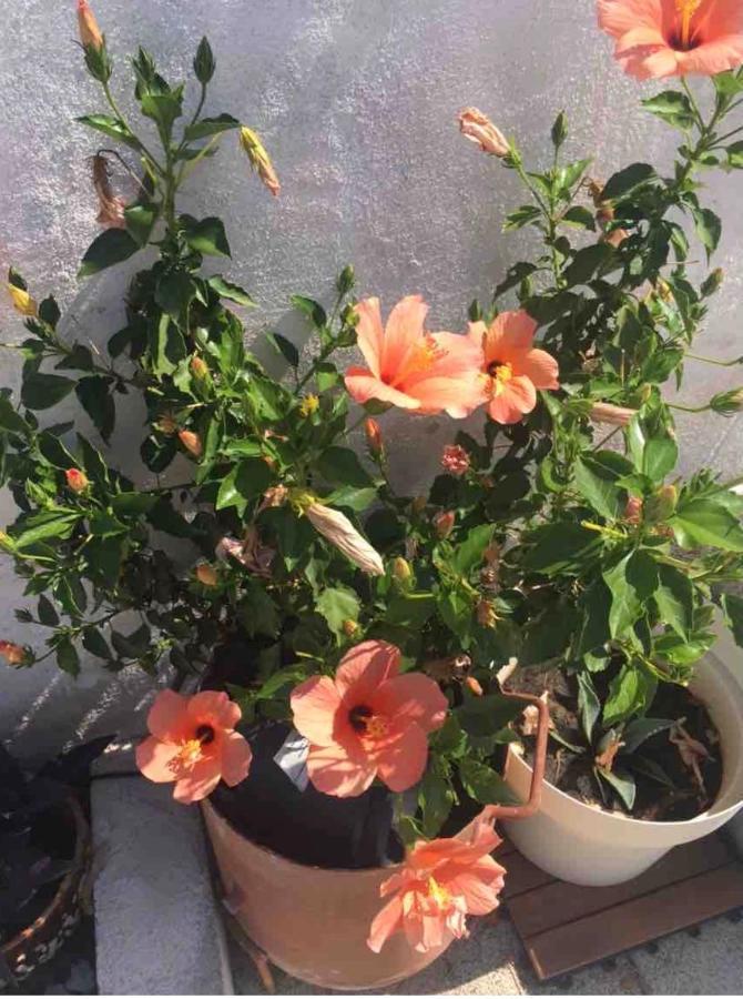 Apartment Silvana II Šibenik Dış mekan fotoğraf