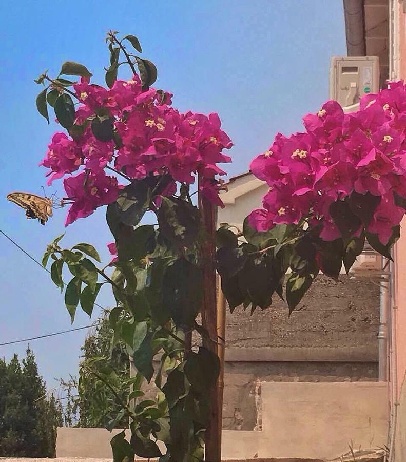 Apartment Silvana II Šibenik Dış mekan fotoğraf